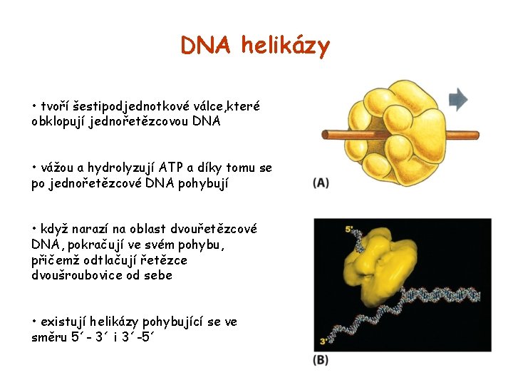 DNA helikázy • tvoří šestipodjednotkové válce, které obklopují jednořetězcovou DNA • vážou a hydrolyzují