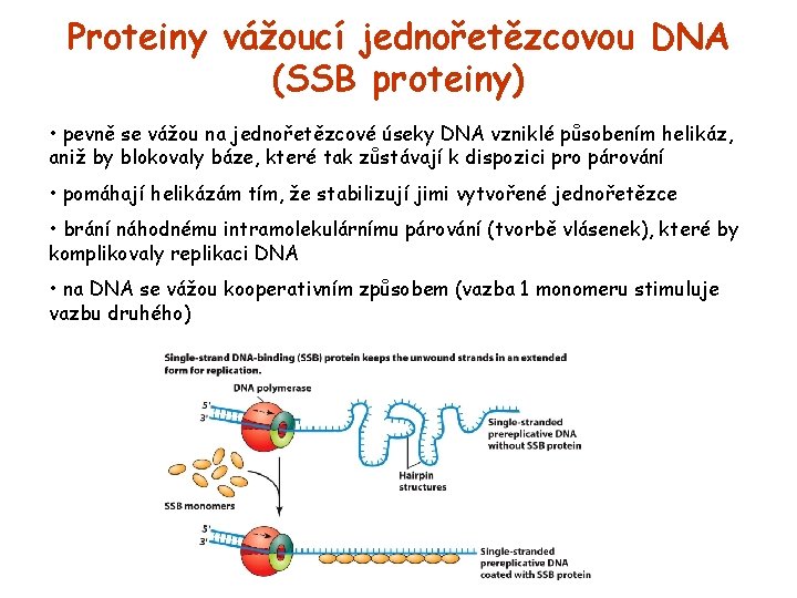 Proteiny vážoucí jednořetězcovou DNA (SSB proteiny) • pevně se vážou na jednořetězcové úseky DNA