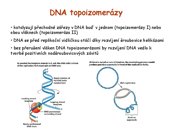 DNA topoizomerázy • katalyzují přechodné zářezy v DNA buď v jednom (topoizomerázy I) nebo