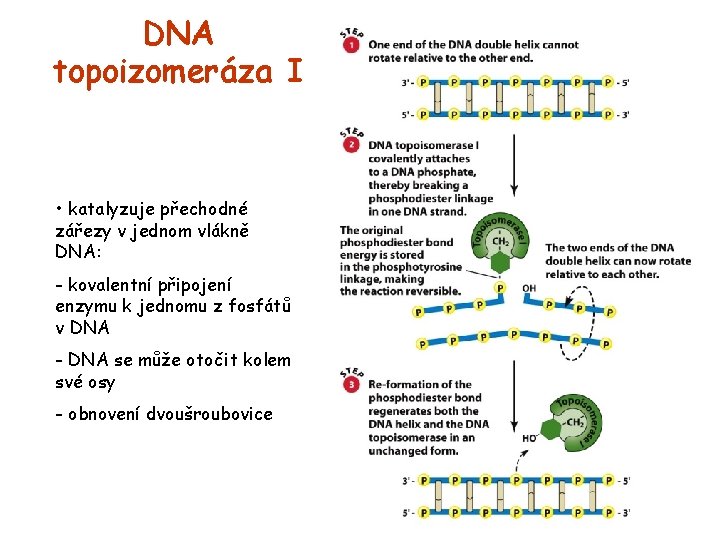 DNA topoizomeráza I • katalyzuje přechodné zářezy v jednom vlákně DNA: - kovalentní připojení