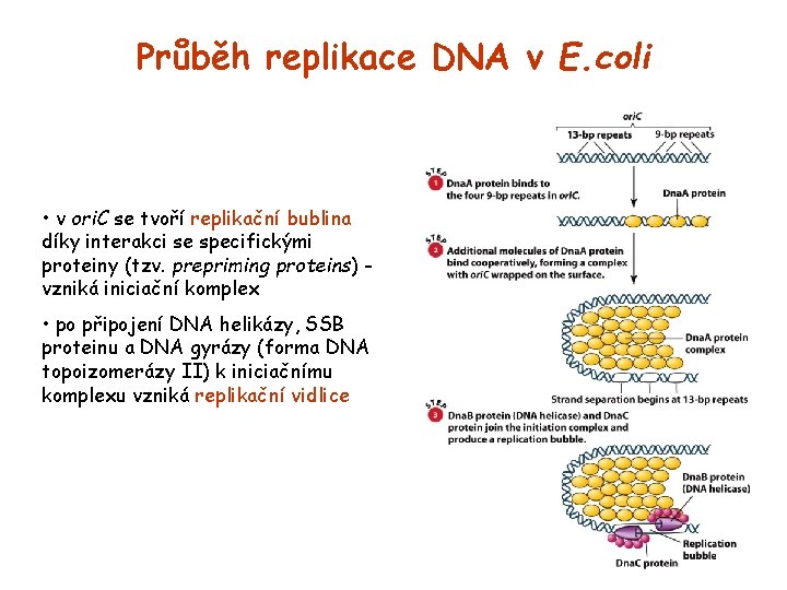 Průběh replikace DNA v E. coli • v ori. C se tvoří replikační bublina