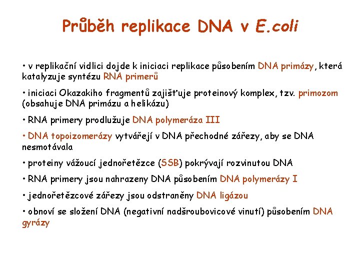 Průběh replikace DNA v E. coli • v replikační vidlici dojde k iniciaci replikace