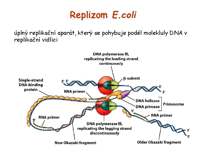 Replizom E. coli úplný replikační aparát, který se pohybuje podél molekluly DNA v replikační