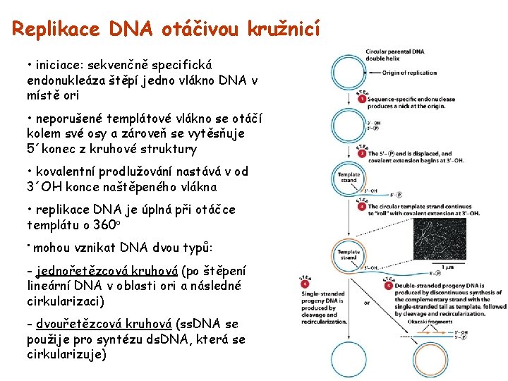 Replikace DNA otáčivou kružnicí • iniciace: sekvenčně specifická endonukleáza štěpí jedno vlákno DNA v