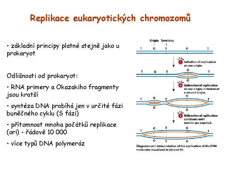 Replikace eukaryotických chromozomů • základní principy platné stejně jako u prokaryot Odlišnosti od prokaryot: