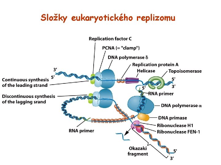 Složky eukaryotického replizomu 