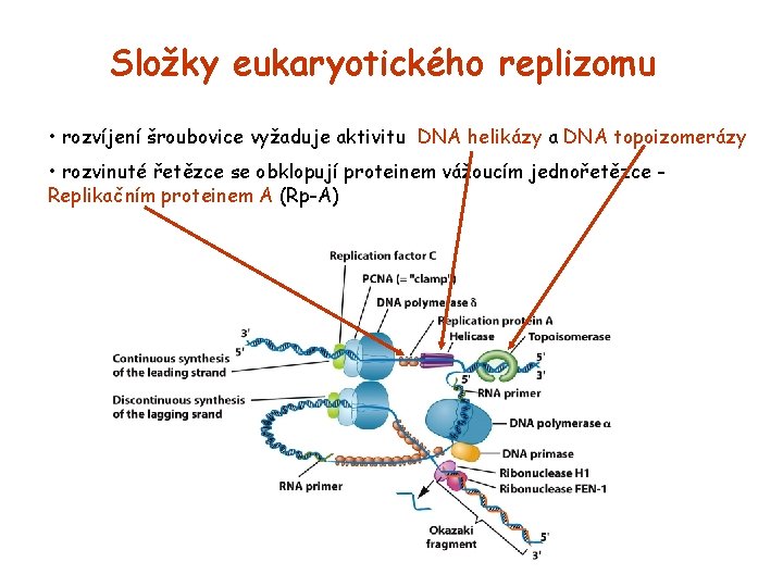 Složky eukaryotického replizomu • rozvíjení šroubovice vyžaduje aktivitu DNA helikázy a DNA topoizomerázy •