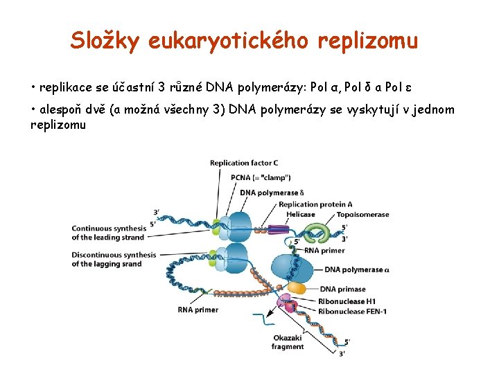 Složky eukaryotického replizomu • replikace se účastní 3 různé DNA polymerázy: Pol α, Pol