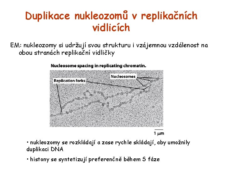 Duplikace nukleozomů v replikačních vidlicích EM: nukleozomy si udržují svou strukturu i vzájemnou vzdálenost