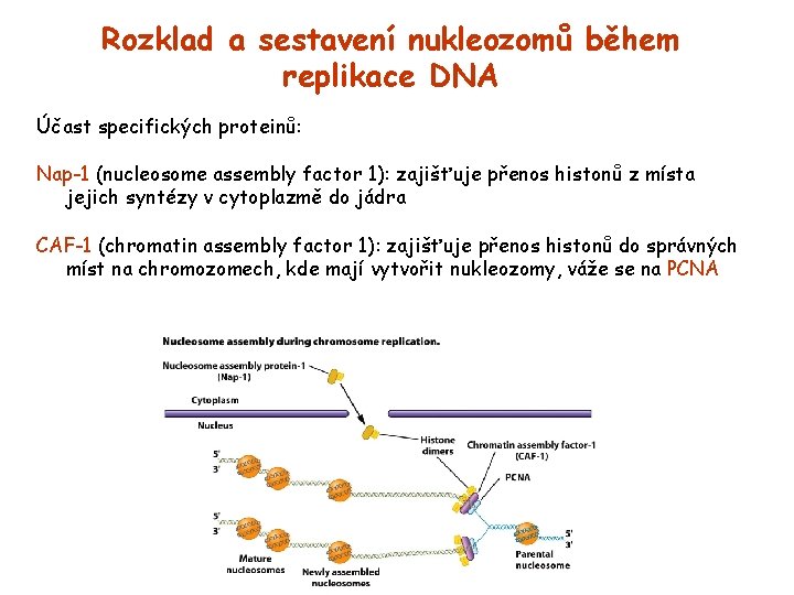 Rozklad a sestavení nukleozomů během replikace DNA Účast specifických proteinů: Nap-1 (nucleosome assembly factor