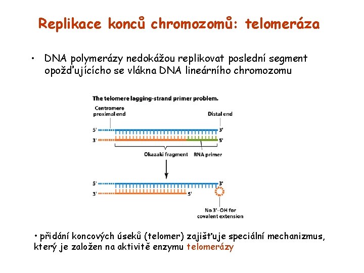 Replikace konců chromozomů: telomeráza • DNA polymerázy nedokážou replikovat poslední segment opožďujícícho se vlákna