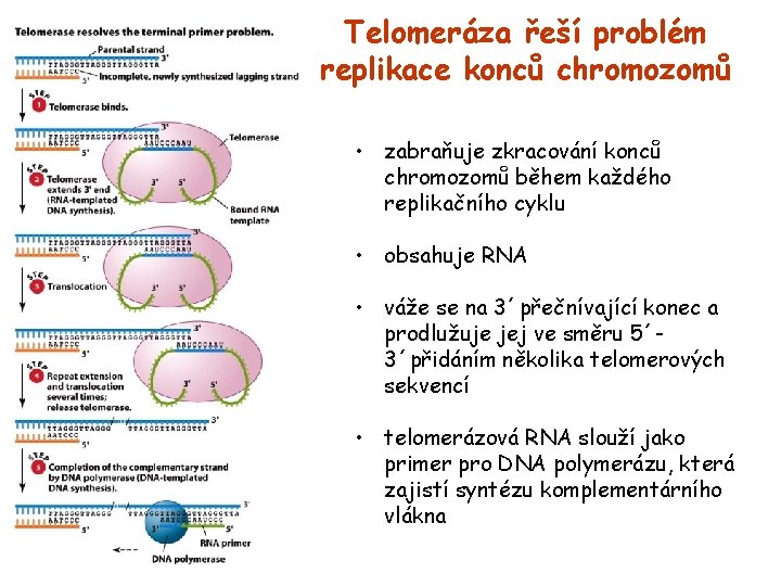 Telomeráza řeší problém replikace konců chromozomů • zabraňuje zkracování konců chromozomů během každého replikačního