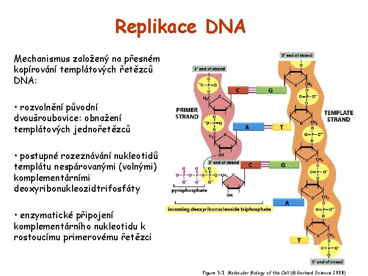 Replikace DNA Mechanismus založený na přesném kopírování templátových řetězců DNA: • rozvolnění původní dvoušroubovice: