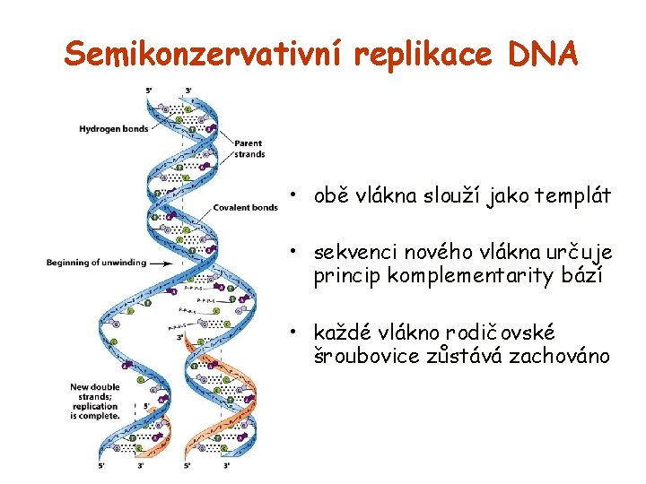 Semikonzervativní replikace DNA • obě vlákna slouží jako templát • sekvenci nového vlákna určuje