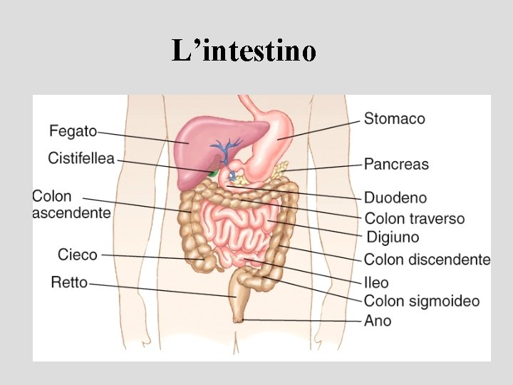 L’intestino 