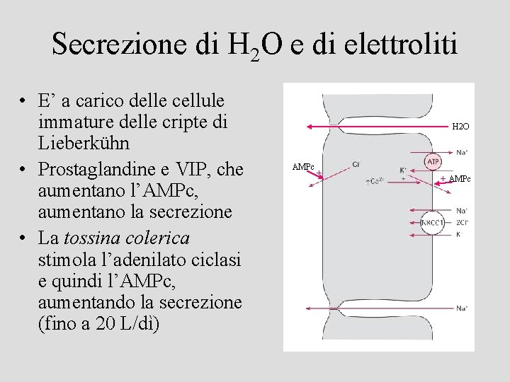 Secrezione di H 2 O e di elettroliti • E’ a carico delle cellule
