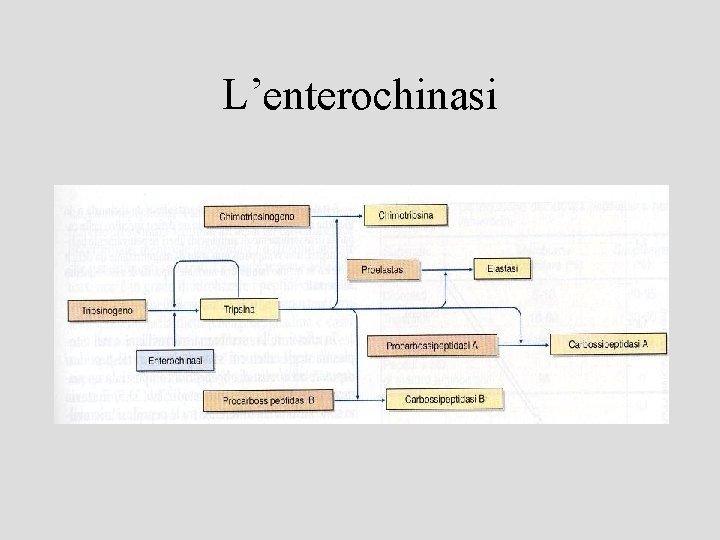 L’enterochinasi 