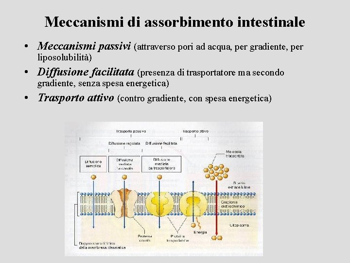 Meccanismi di assorbimento intestinale • Meccanismi passivi (attraverso pori ad acqua, per gradiente, per