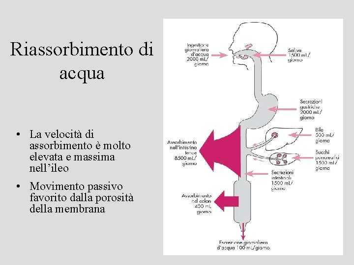 Lintestino Lintestino tenue I villi intestinali Cellule endocrine
