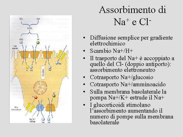 Assorbimento di Na+ e Cl • Diffusione semplice per gradiente elettrochimico • Scambio Na+/H+