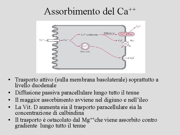 Assorbimento del Ca++ • Trasporto attivo (sulla membrana basolaterale) soprattutto a livello duodenale •