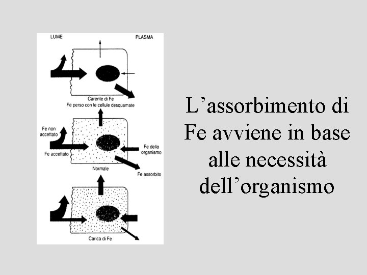 L’assorbimento di Fe avviene in base alle necessità dell’organismo 
