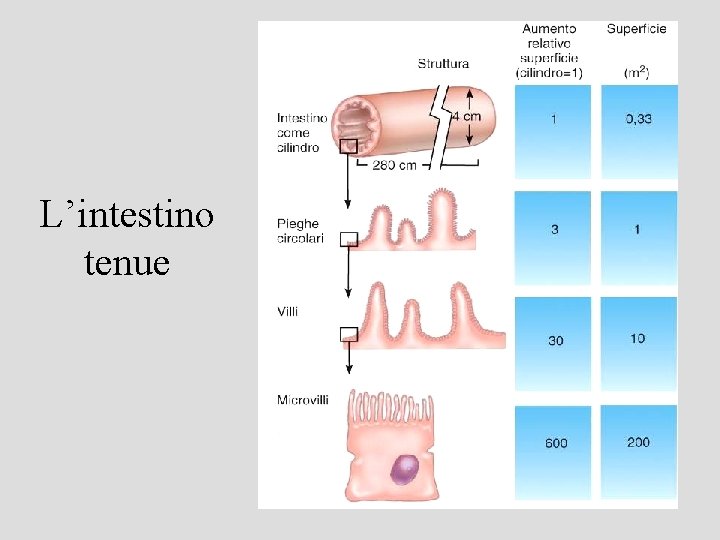 L’intestino tenue 