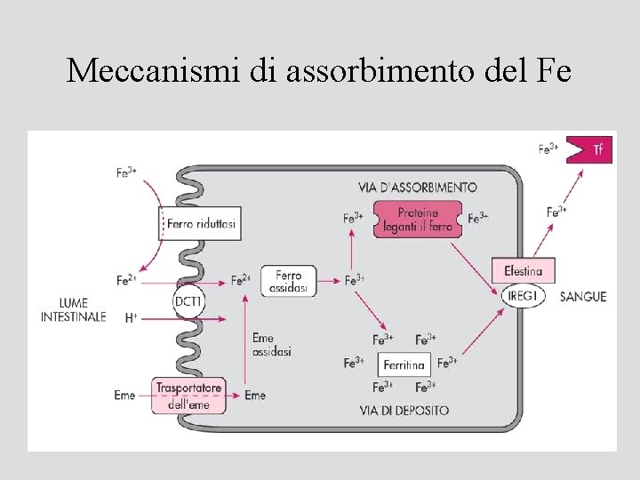 Meccanismi di assorbimento del Fe 