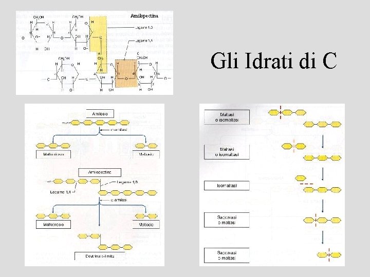 Amilopectina Gli Idrati di C 