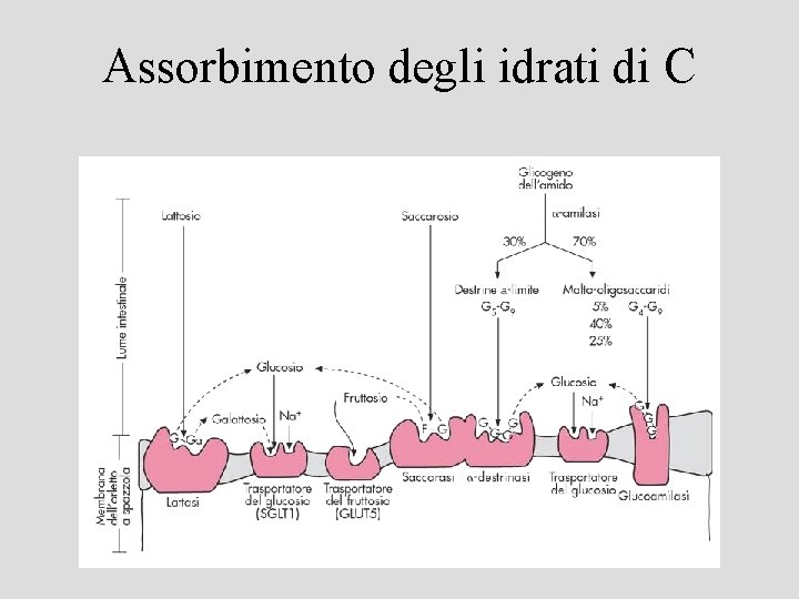 Assorbimento degli idrati di C 