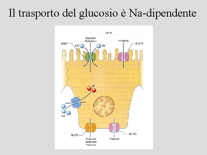 Il trasporto del glucosio è Na-dipendente 