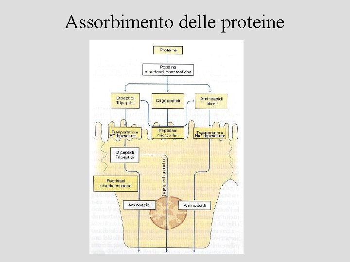Lintestino Lintestino tenue I villi intestinali Cellule endocrine