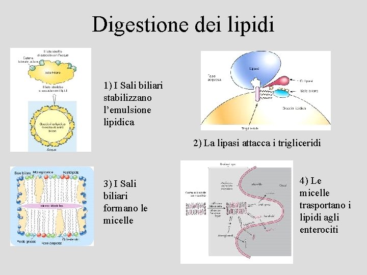 Digestione dei lipidi 1) I Sali biliari stabilizzano l’emulsione lipidica 2) La lipasi attacca