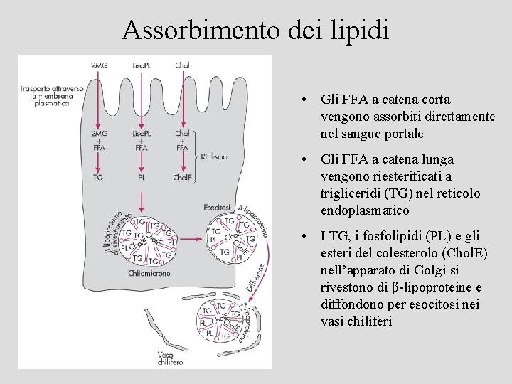 Assorbimento dei lipidi • Gli FFA a catena corta vengono assorbiti direttamente nel sangue