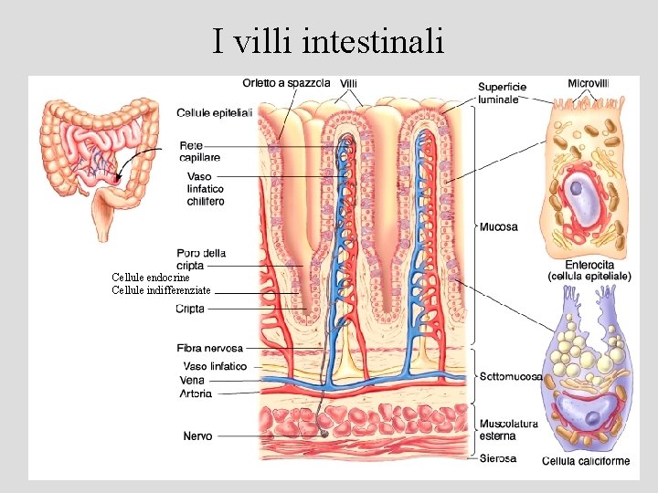 I villi intestinali Cellule endocrine Cellule indifferenziate 