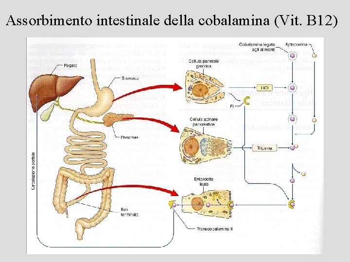 Assorbimento intestinale della cobalamina (Vit. B 12) 