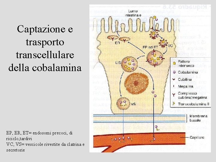 Captazione e trasporto transcellulare della cobalamina EP, ER, ET= endosomi precoci, di riciclo, tardivi