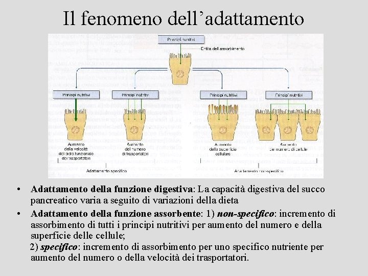 Il fenomeno dell’adattamento • Adattamento della funzione digestiva: La capacità digestiva del succo pancreatico