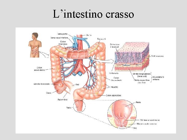 L’intestino crasso 