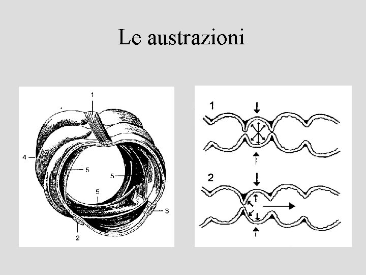 Le austrazioni 