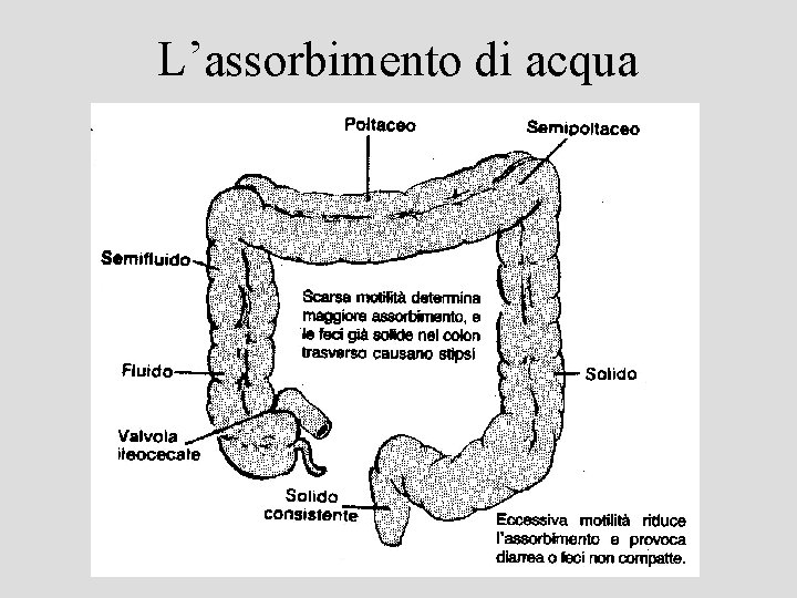 L’assorbimento di acqua 