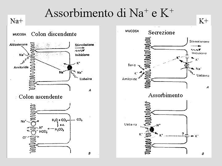 Na+ Assorbimento di Na+ e K+ Colon discendente Colon ascendente Secrezione Assorbimento K+ 