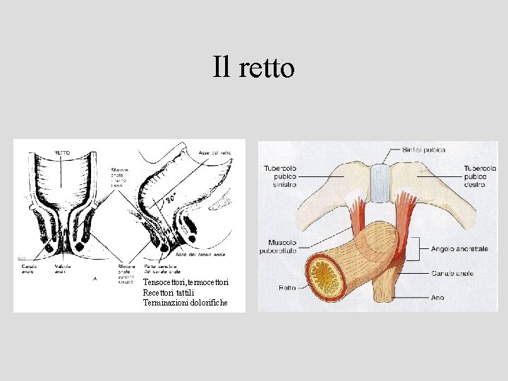 Il retto Tensocettori, termocettori Recettori tattili Terminazioni dolorifiche 