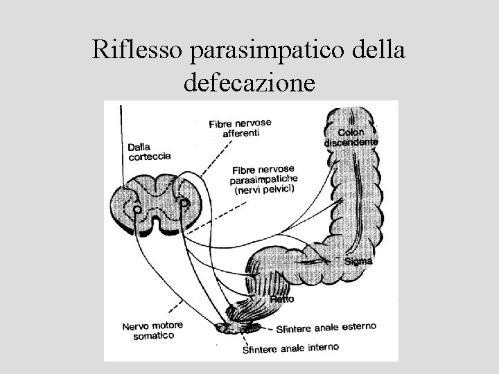 Riflesso parasimpatico della defecazione 