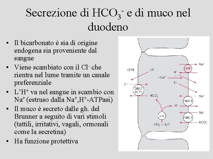 Secrezione di HCO 3 - e di muco nel duodeno • Il bicarbonato è
