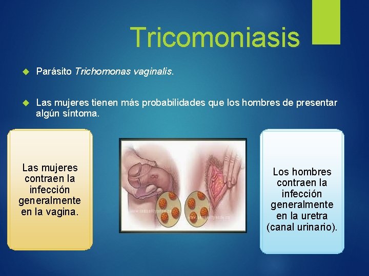 Tricomoniasis Parásito Trichomonas vaginalis. Las mujeres tienen más probabilidades que los hombres de presentar