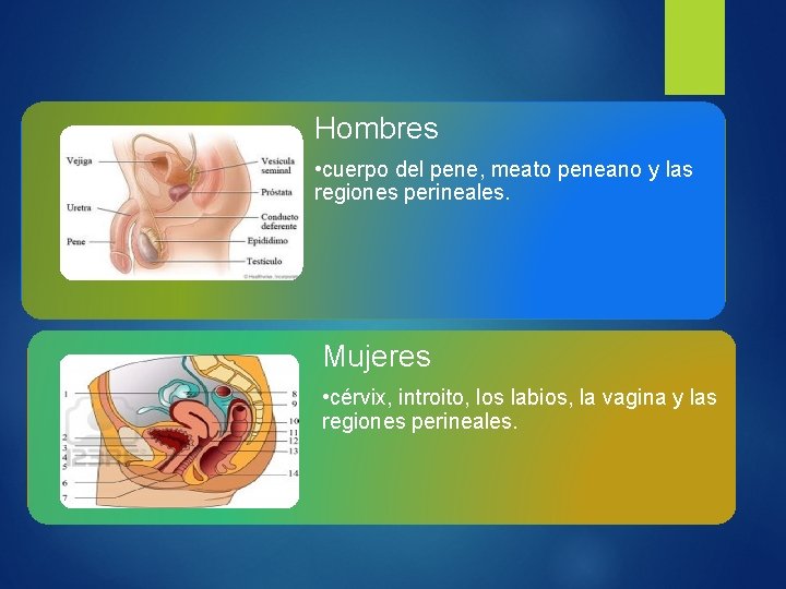 Hombres • cuerpo del pene, meato peneano y las regiones perineales. Mujeres • cérvix,