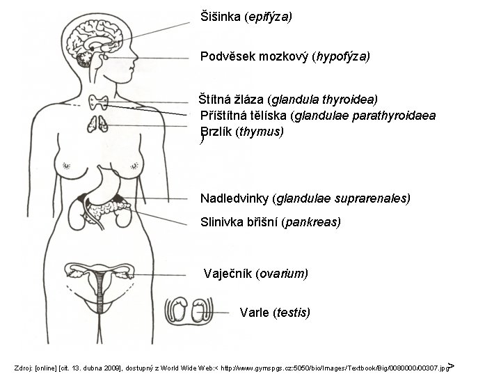 Šišinka (epifýza) Podvěsek mozkový (hypofýza) Štítná žláza (glandula thyroidea) Příštítná tělíska (glandulae parathyroidaea Brzlík