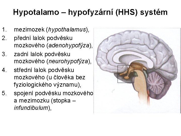 Hypotalamo – hypofyzární (HHS) systém 1. 2. 3. 4. 5. mezimozek (hypothalamus), přední lalok