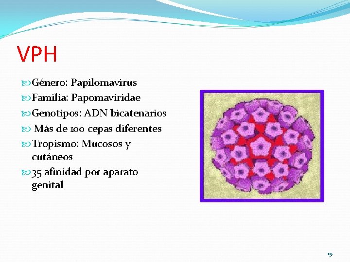VPH Género: Papilomavirus Familia: Papomaviridae Genotipos: ADN bicatenarios Más de 100 cepas diferentes Tropismo: VPH Género: Papilomavirus Familia: Papomaviridae Genotipos: ADN bicatenarios Más de 100 cepas diferentes Tropismo: